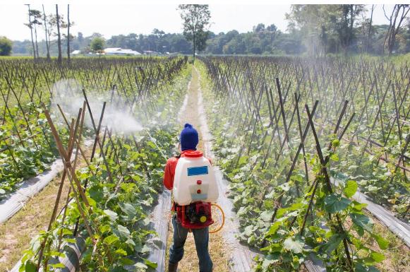 厚禾生物磷酸二氫鉀這樣用，肥效翻3倍